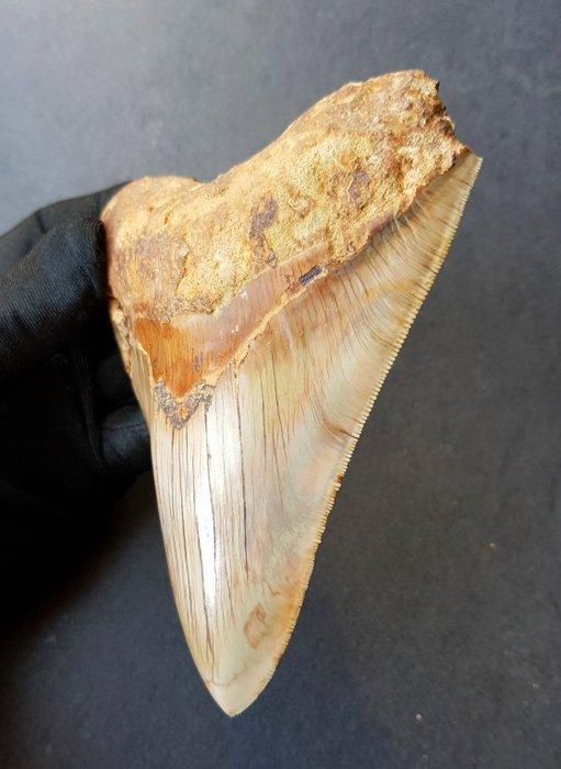 Megalodon - Fossiele tand - 139 mm - 111 mm, Verzamelen, Mineralen en Fossielen