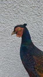 Fazant Taxidermie volledige montage - Phasanius colchicus -, Nieuw