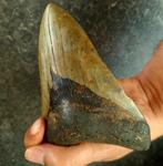 Megalodon - Fossiele tand - Otodus (Carcharocles) megalodon, Verzamelen, Mineralen en Fossielen