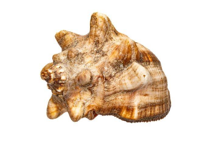 Crowned Murex - zonder minimumprijs Taxidermie wandmontage -, Verzamelen, Dierenverzamelingen