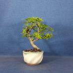 Bougainvillea bonsai (Bougainvillea glabra) - Hoogte (boom):