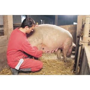 Drachtigheidtoestel v. varkens met spiraalkabel-sonde -, Articles professionnels, Agriculture | Aliments pour bétail