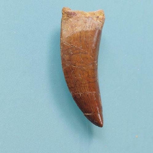 Dinosaurus - Fossiele tand - Carcharodontosaurus sp. - 60 mm, Verzamelen, Mineralen en Fossielen