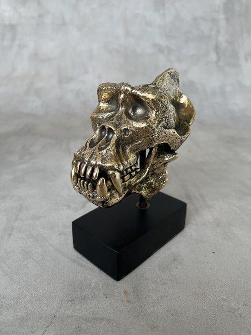 Sculpture, NO RESERVE PRICE - Gorilla Skull Sculpture - 15, Antiquités & Art, Art | Objets design