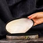 Prachtige juwelenkist: Panapea-schelp met zwart fluweel en