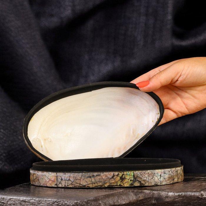 Prachtige juwelenkist: Panapea-schelp met zwart fluweel en, Antiquités & Art, Curiosités & Brocante