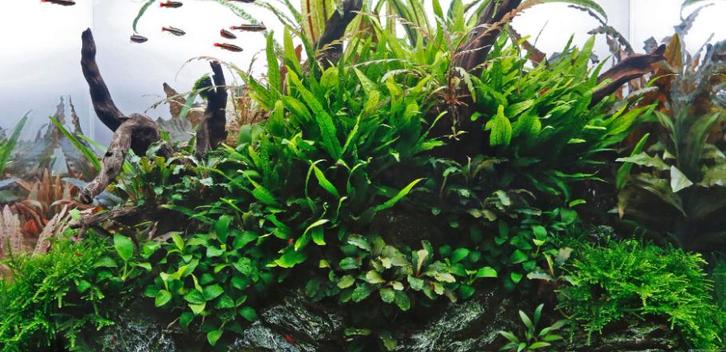 Classic Nature Style Collectie voor 75 cm aquarium, Dieren en Toebehoren, Vissen | Aquaria en Toebehoren, Nieuw, Verzenden