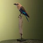 Blauwbuikscharrelaar Taxidermie Opgezette Dieren By Max, Verzamelen, Dierenverzamelingen, Ophalen of Verzenden, Nieuw, Vogel, Opgezet dier