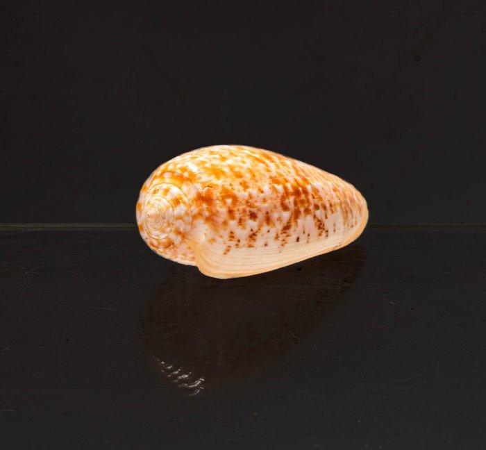 Seeschnecke Bubble Cone Taxidermie wandmontage - Qualität, Verzamelen, Dierenverzamelingen