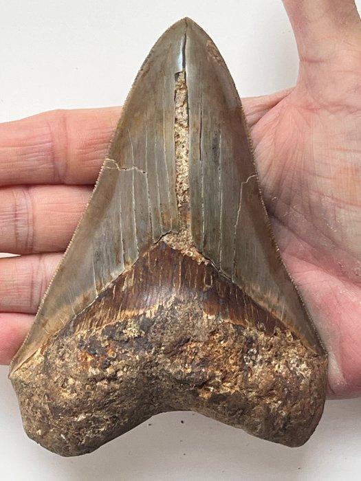Grote Megalodon tand 12,7 cm (5 inch) - Fossiele tand -, Verzamelen, Mineralen en Fossielen