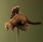 Steenmarter Taxidermie Opgezette Dieren By Max, Ophalen of Verzenden, Nieuw, Wild dier, Opgezet dier