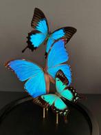 Vlinder Taxidermie volledige montage - Envol Papilio, Verzamelen, Nieuw