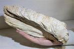 Zeeslak - Gefossiliseerde schelp - 32 cm - 11 mm, Verzamelen, Mineralen en Fossielen