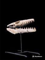 Zeereptiel - Fossiele schedel - Mosasaurus sp. - 60 cm - 40