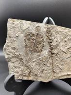 slakken en waterplanten - Gefossiliseerd dier - Cuora