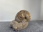 Nautiloidea - Fossiel skelet - Aturia - 13 cm - 16 cm