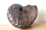 Grote nautilus - Gefossiliseerde schelp - Cenoceras - 18 cm, Verzamelen