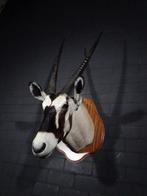 Gemsbok Taxidermie wandmontage - Oryx gazella - 42 cm - 55, Nieuw