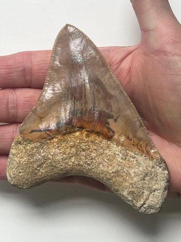 Megalodon tand 11,3 cm - Fossiele tand - Carcharocles