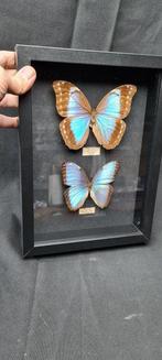 Vlinder Taxidermie volledige montage - morpho sp. - 23 cm -, Verzamelen, Nieuw