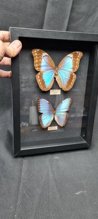 Vlinder Taxidermie volledige montage - morpho sp. - 23 cm -, Verzamelen, Dierenverzamelingen