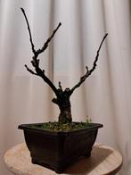 Wisteria bonsai - Hoogte (boom): 25 cm - Diepte (boom): 25