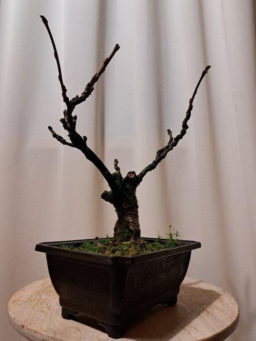 Wisteria bonsai - Hoogte (boom): 25 cm - Diepte (boom): 25, Antiek en Kunst, Curiosa en Brocante