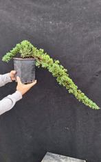 Bonsaï Genévrier (Juniperus) - Hauteur (arbre) : 15 cm -