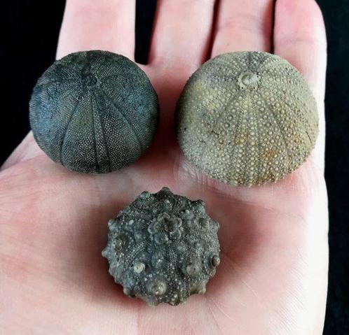 Indrukwekkende zee-egel!!! - Uitzonderlijk formaat!!! -, Verzamelen, Mineralen en Fossielen