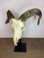 Geit Schedel - Capra aegagrus hircus - 40 cm - 35 cm - 20