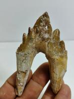 Geweldig exemplaar van de vroege walvis - Fossiele tand -