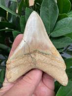 Megalodon - Fossiele tand - 111 mm - 87 mm, Verzamelen, Mineralen en Fossielen