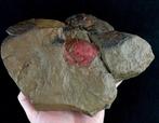 Échinoderme primitif - libéré !!! - Animal fossilisé -