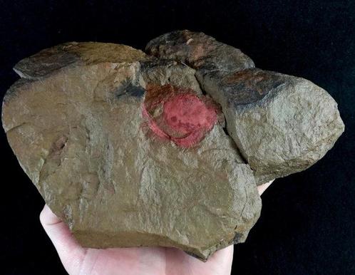 Échinoderme primitif - libéré !!! - Animal fossilisé -, Verzamelen, Mineralen en Fossielen