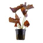 Nymphaea lotus - Rode lotus pot, Verzenden, Nieuw