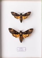 Paire dAcherontia atropos - Entomologie - Taxidermie Moths, Verzamelen, Nieuw
