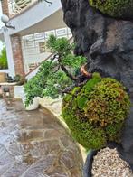 Penjing landschapscompositie met jeneverbes bonsai -