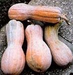 Rugosa Butternut pompoen zaden, Nieuw