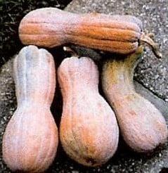 Rugosa Butternut pompoen zaden, Hobby en Vrije tijd, Knutselen, Nieuw