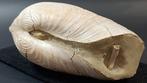 Bivalvo - Gefossiliseerde schelp - Panopea Glycimeris - 10, Verzamelen, Mineralen en Fossielen
