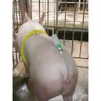 Varkensinsemineerbeugel a.i. buddy, incl. metalen staaf -