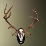 Edelhert Gewei Taxidermie Opgezette Dieren By Max, Ophalen of Verzenden, Nieuw, Wild dier, Opgezet dier