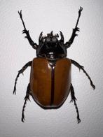 Scarabée rhinocéros Support mural pour taxidermie -