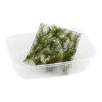 Fissidens fontanus, Dieren en Toebehoren, Verzenden, Nieuw