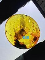 Ambre - Ambre - Sphecidaes Hive - 25 mm - 22 mm