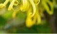 Geurolie Ylang-Ylang voor melts kaarsen en zeep 20 ml, Nieuw