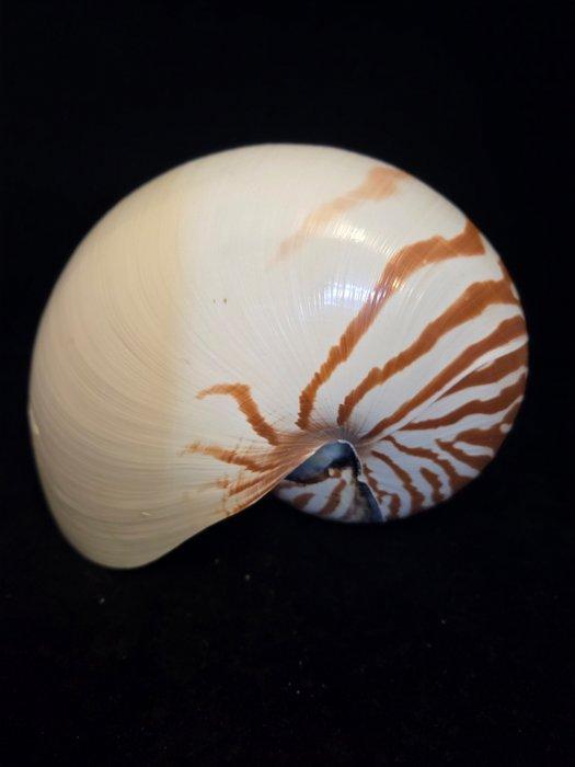Nautiloidea Zeeschelp - M-897 NAUTILUS POMPILIUS, Verzamelen, Dierenverzamelingen
