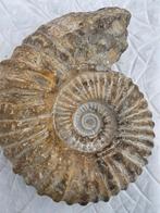 Ammoniet - Gefossiliseerd dier - Mantelliceras (Zonder