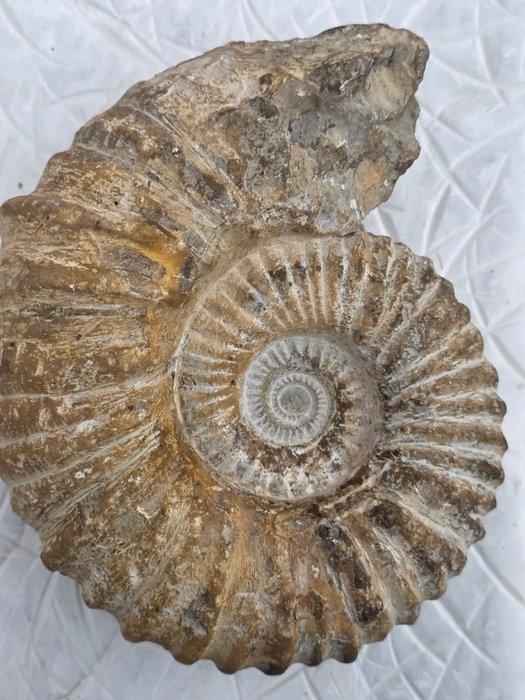 Ammoniet - Gefossiliseerd dier - Mantelliceras (Zonder, Verzamelen, Mineralen en Fossielen
