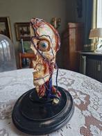 Anatomisch model - - 1930-1940 - Was anatomisch model van, Antiek en Kunst